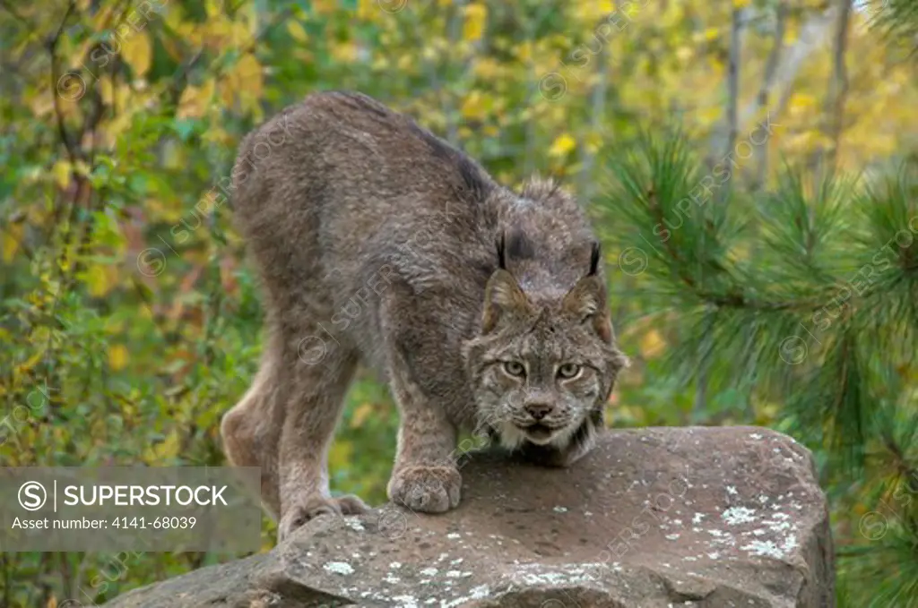 Lynx sitting on large boulder in late summer forest. (Lynx canadensis). Minnesota, North America.