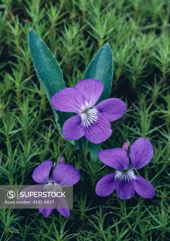 northern downy violet viola fimbriatula michigan, usa.