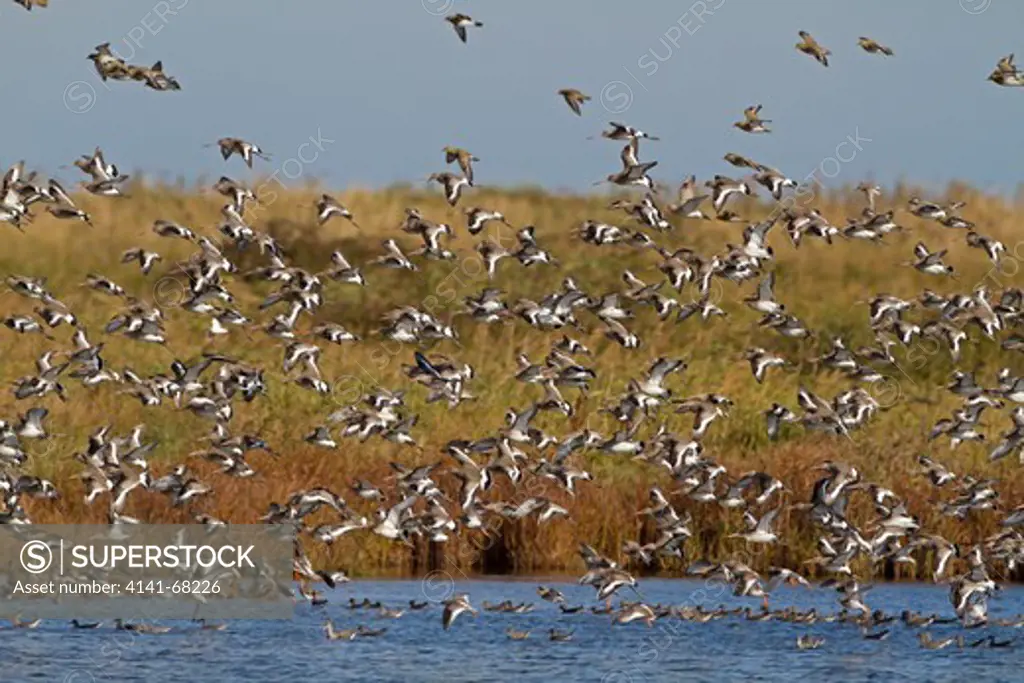 Black-tailed Godwit, L. limosa, large autumn flock at high tide at Oare Marshes Nature Reserve, Kent Wildlife Trust