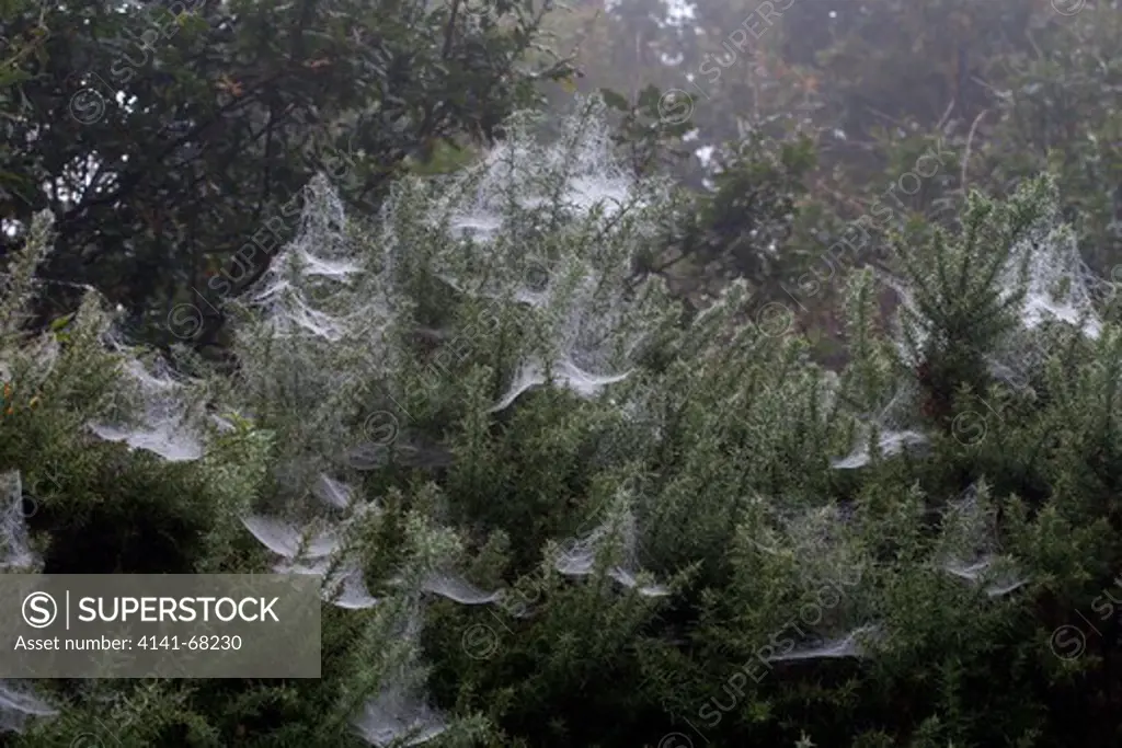 Cobwebs on gorse, Salthouse Heath, autumn, Norfolk