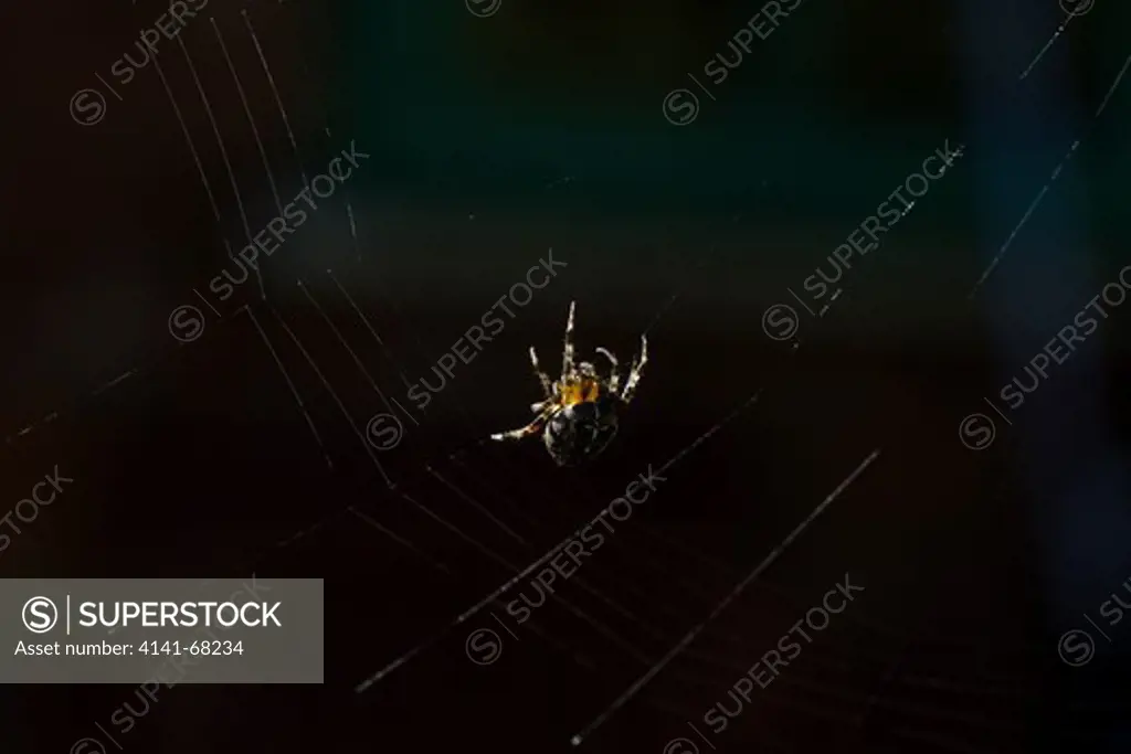 Garden Spider, Araneus diadematus, constructing web, autumn, Norfolk UK