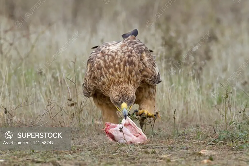 Spanish Imperial Eagle, aquila adalberti, immature feeding on fat, winter, Northern Spain