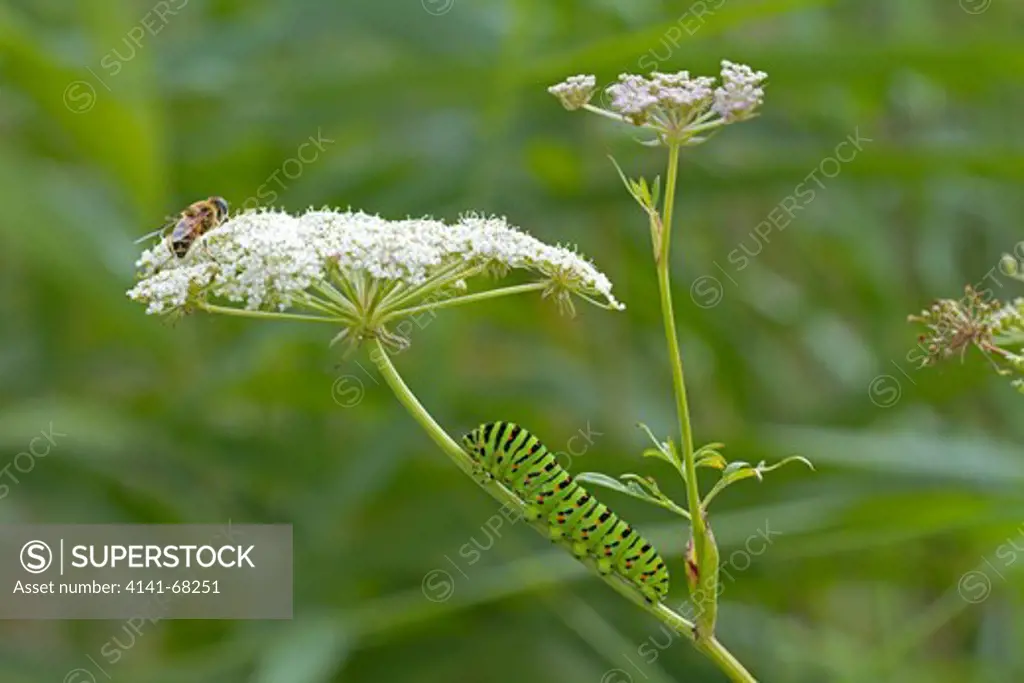 Swallowtail larva, Papilio machaon, on Milk Parsley, Peucedanum palustre, Strumpshaw RSPB Nature Reserve