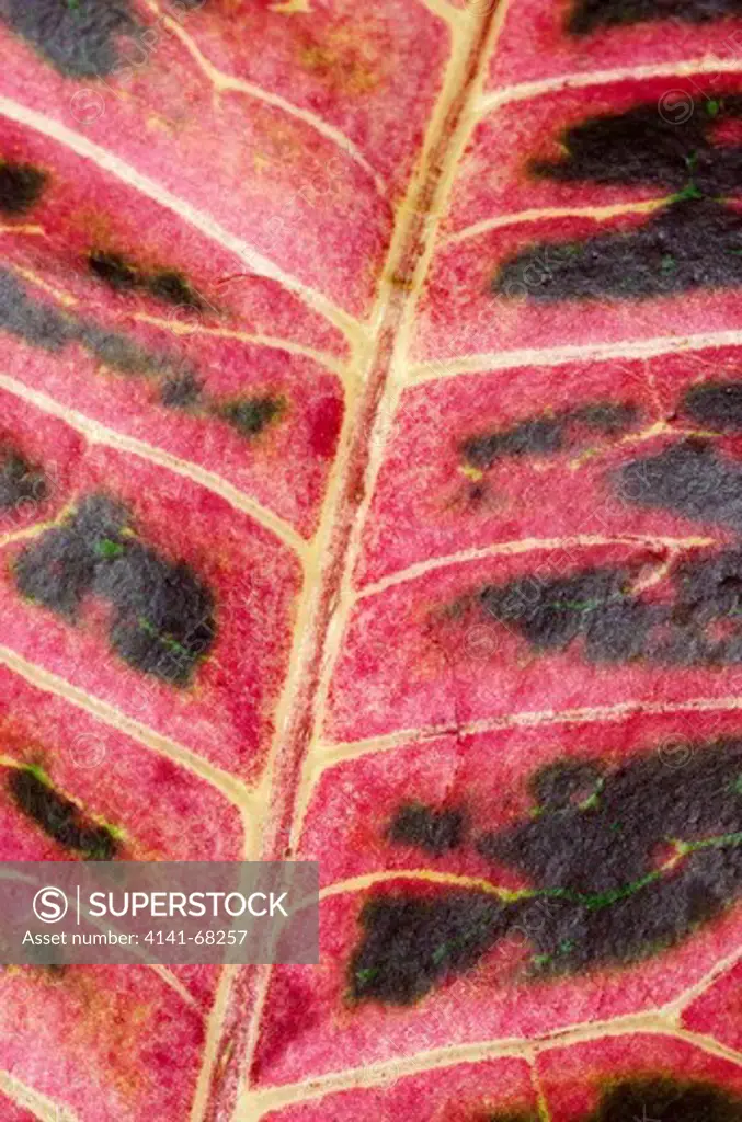 Close-up abstract of the leaf of a Variegated croton plant (Codiaeum variegatum) at the Baytree Garden Centre Spalding Lincolnshire