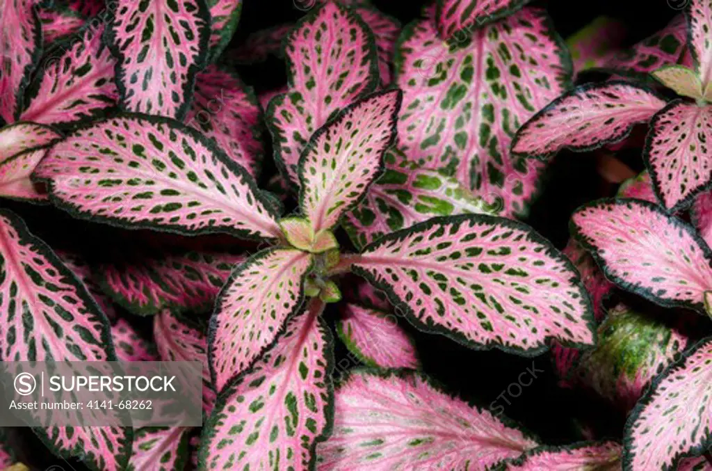 Close-up of the leaves of a Nerve plant or Painted net leaf (Fittonia verschaffeltii 'Pink Forest') at the Baytree Garden Centre Spalding Lincolnshire