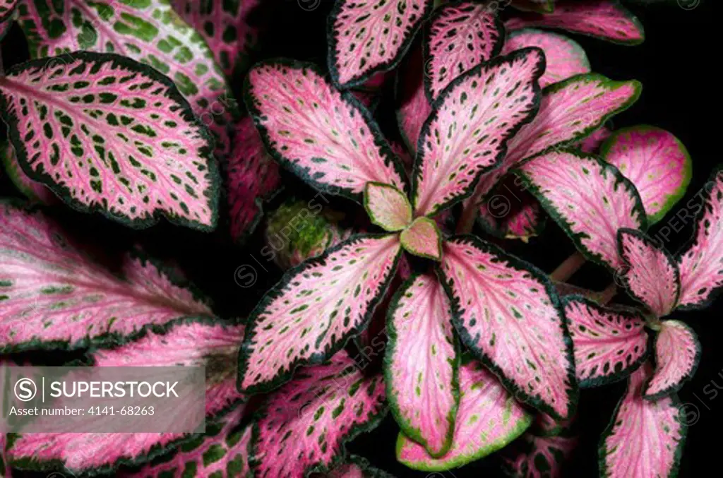 Close-up of the leaves of a Nerve plant or Painted net leaf (Fittonia verschaffeltii 'Pink Forest') at the Baytree Garden Centre Spalding Lincolnshire