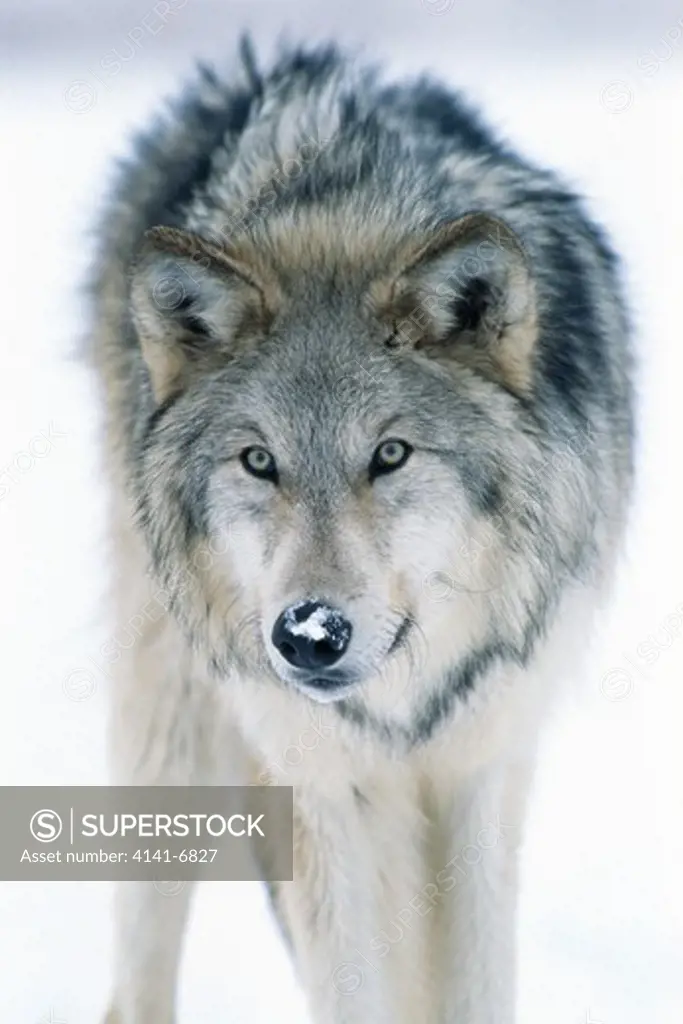 north american wolf in winter canis lupus usa.