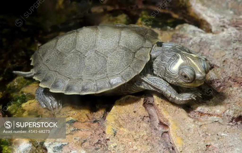 A common Musk turtle or Stinkpot (Sternotheus odoratus) resting on a rock at the Baytree Garden Centre Spalding Lincolnshire. It gets its name due to its ability to release a foul musky odor to deter predators