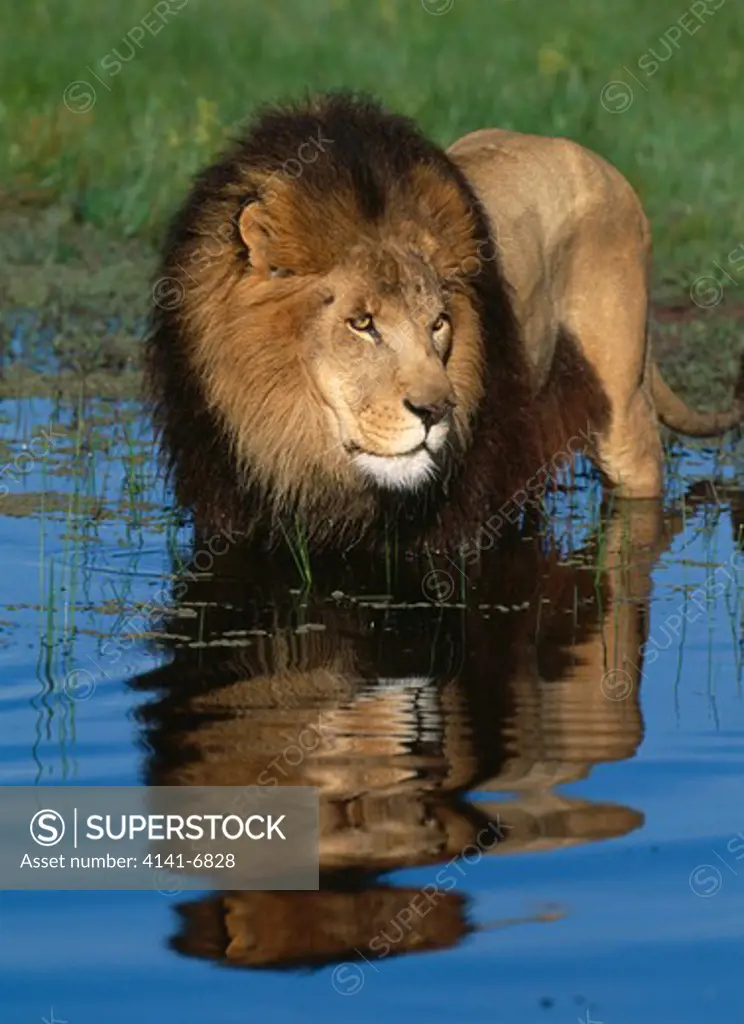 lion male at waterhole panthera leo