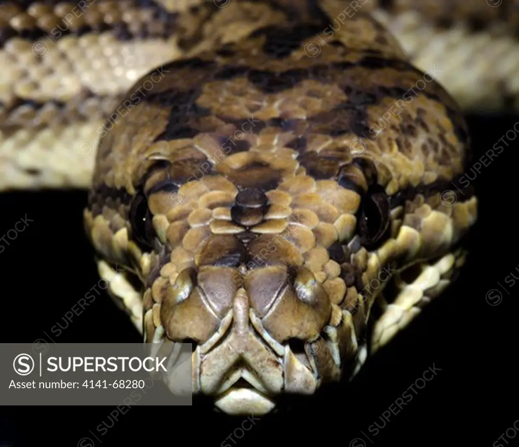 Close-up of the head of a Carpet python (Morelia spilota) at the King's Lynn Koi Centre Norfolk