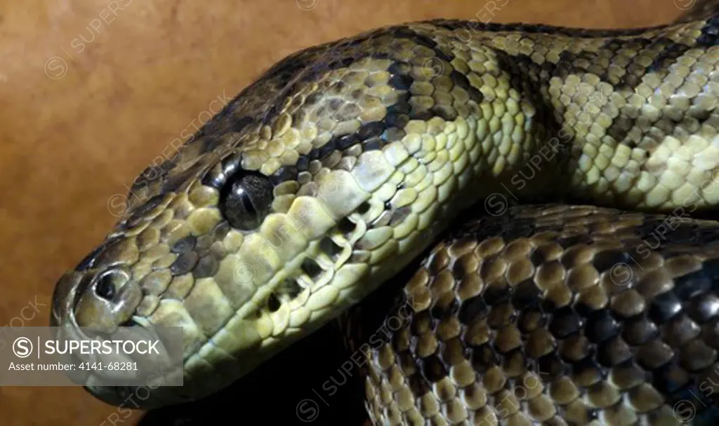 Close-up of the head of a Carpet python (Morelia spilota) at the King's Lynn Koi Centre Norfolk