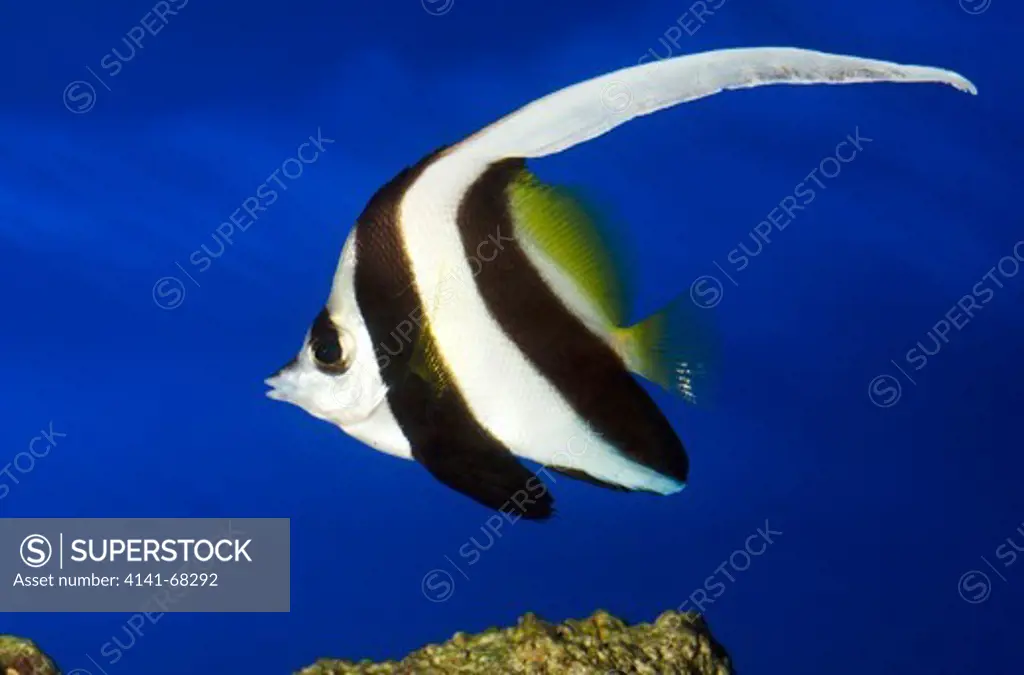 A Black and white Heniochus or Longfin Bannerfish or Wimplefish (Heniochus acuminatus) showing its stunning elongated dorsal fin swimming in an aquarium at the King's Lynn Koi Centre Norfolk