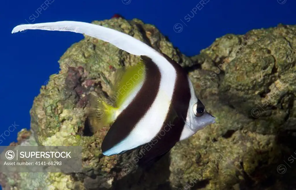 A Black and white Heniochus or Longfin Bannerfish or Wimplefish (Heniochus acuminatus) showing its stunning elongated dorsal fin swimming in an aquarium at the King's Lynn Koi Centre Norfolk