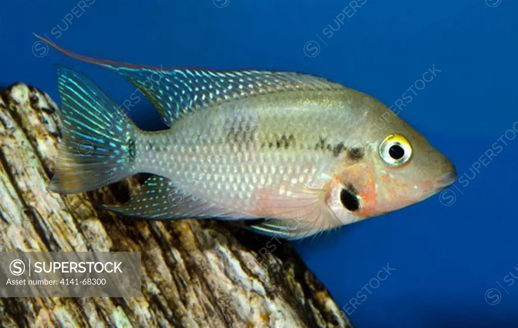 A Firemouth cichlid (Thorichthys meeki) showing the characteristic red on underside of jaw swimming in an aquarium at King's Lynn Koi Centre Norfolk.