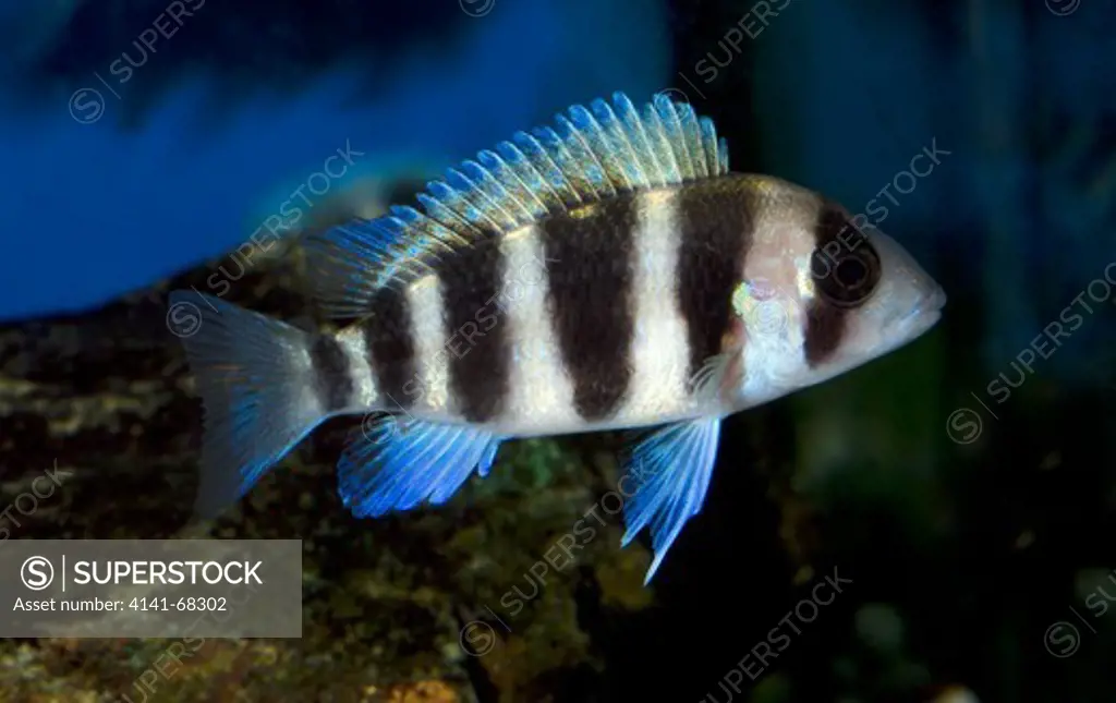 A Five-bar cichlid or Dwarf frontosa (Neolamprologus tretocephalus) swimming in an aquarium at the Baytree Fish and Reptile Centre Spalding Lincolnshire