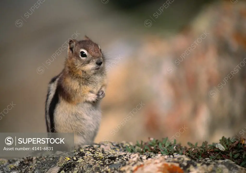 golden-mantled ground squirrel spermophilus lateralis banff national park, canada.