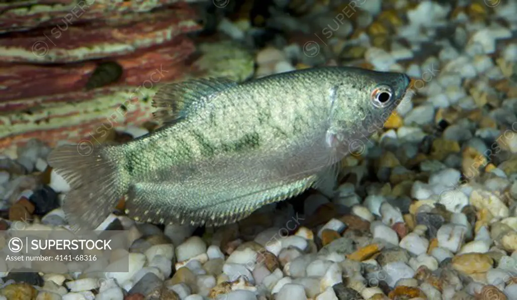 An Opaline gourami (Trichogaster trichopterus) swimming in an aquarium at King's Lynn Koi Centre Norfolk. The Opaline gourami is a colour variation of the Blue gourami and the Golden gourami