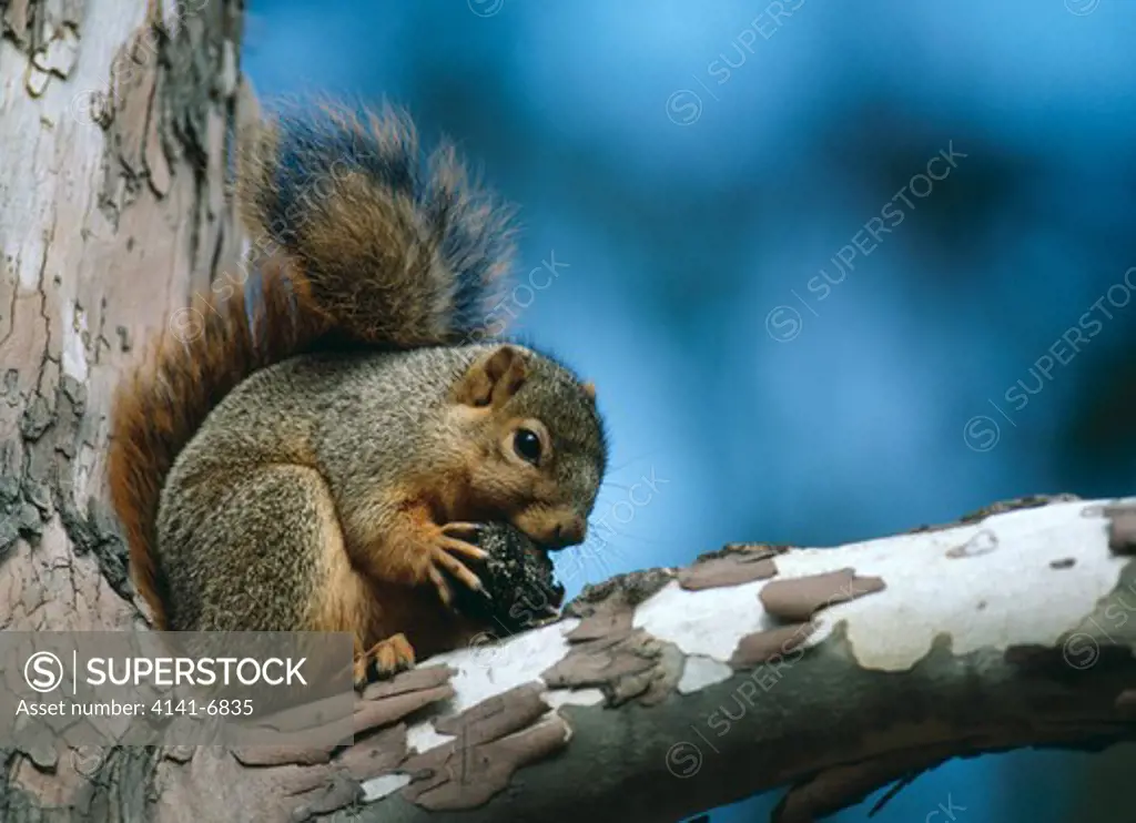 eastern fox squirrel sciurus niger eating black walnut in sycamore tree michigan, usa.
