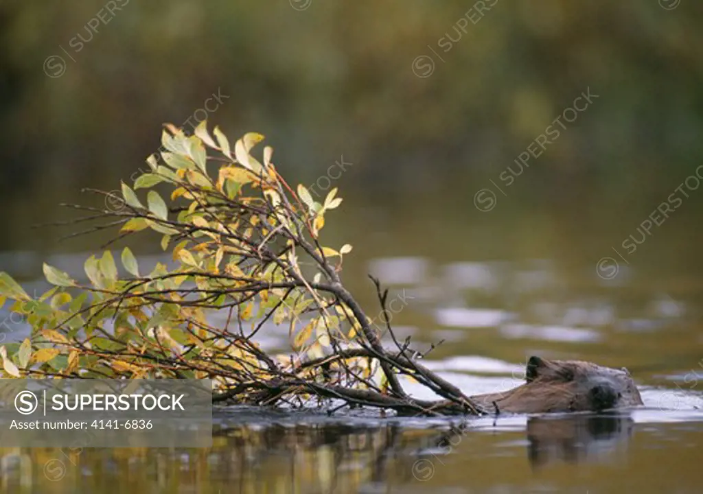 beaver in water castor canadensis denali national park, alaska, usa.