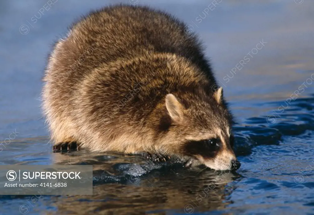 raccoon drinking at winter stream procyon lotor usa.