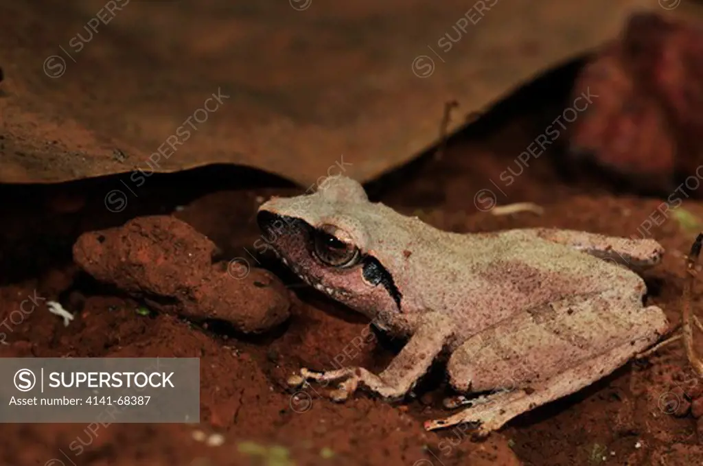 Amboli Bush Frog Pseudophilautus amboli, the Western Ghats, Sahyadri mountain range, a Unesco World Heritage Site, Goa, India