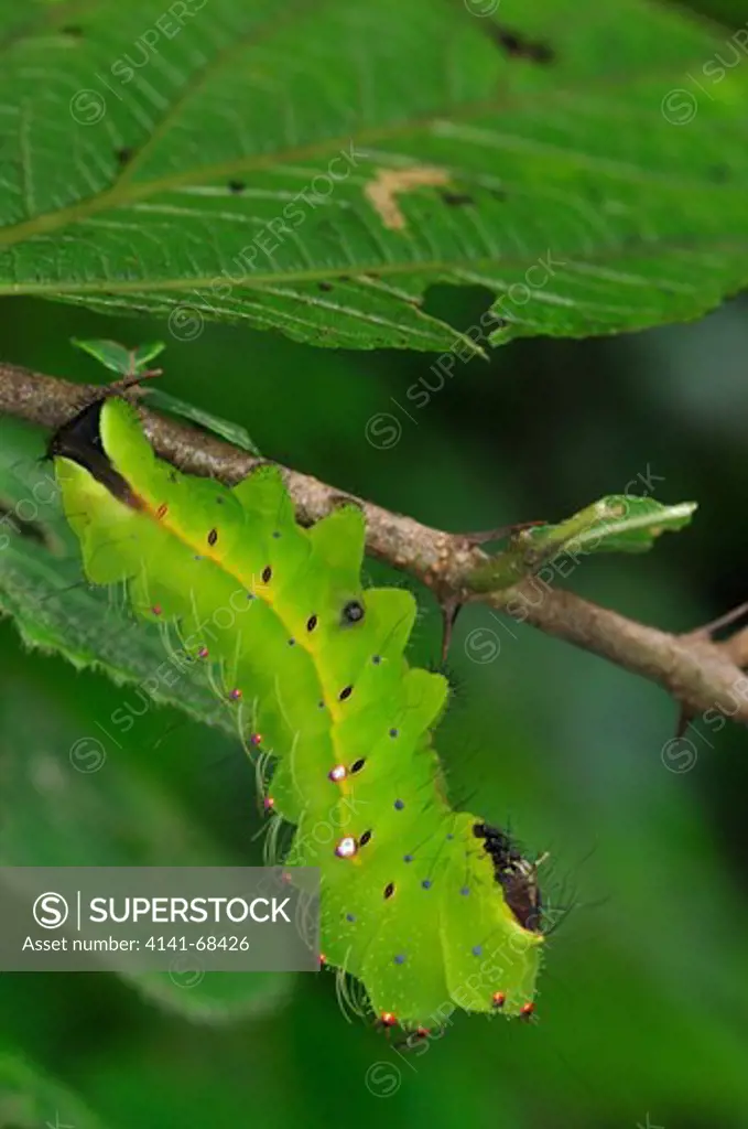 Caterpillar of Indian Moon Moth or Indian Luna Moth Actias selene, the Western Ghats, Sahyadri mountain range, a Unesco World Heritage Site, Goa, India