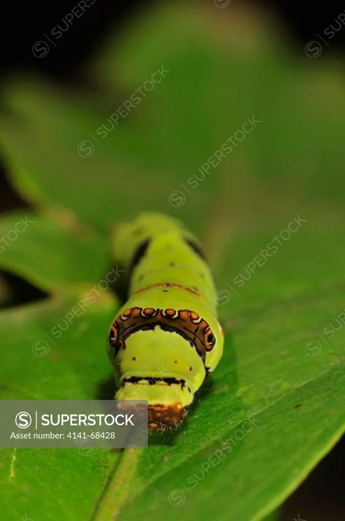 Caterpillar of Lime butterfly Papilio sp. cf. P. demoleus, mimicking snake, the Western Ghats, Sahyadri mountain range, a Unesco World Heritage Site, Goa, India