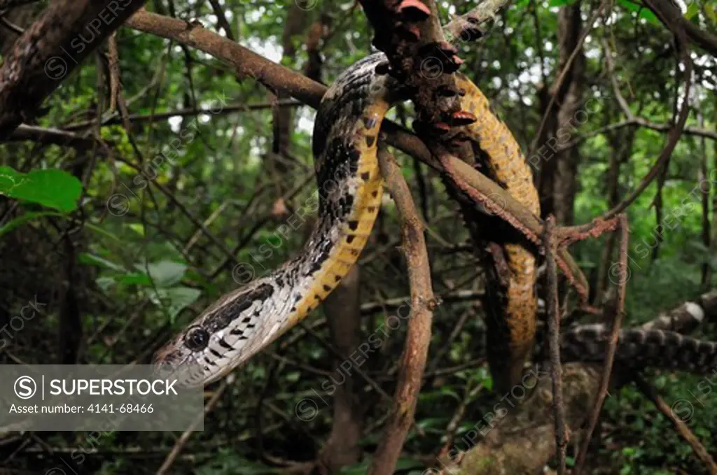 Forsten's Cat snake Boiga forsteni, the Western Ghats, Sahyadri mountain range, a Unesco World Heritage Site, Goa, India