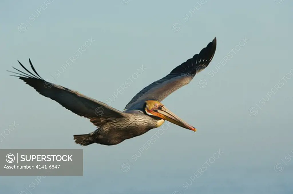 brown pelican in flight pelecanus occidentalis california, usa. 