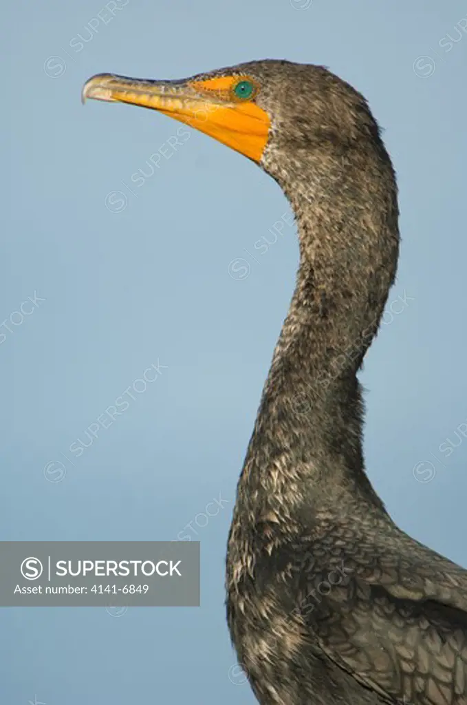 double-crested cormorant phalacrocorax auritus california, usa. 
