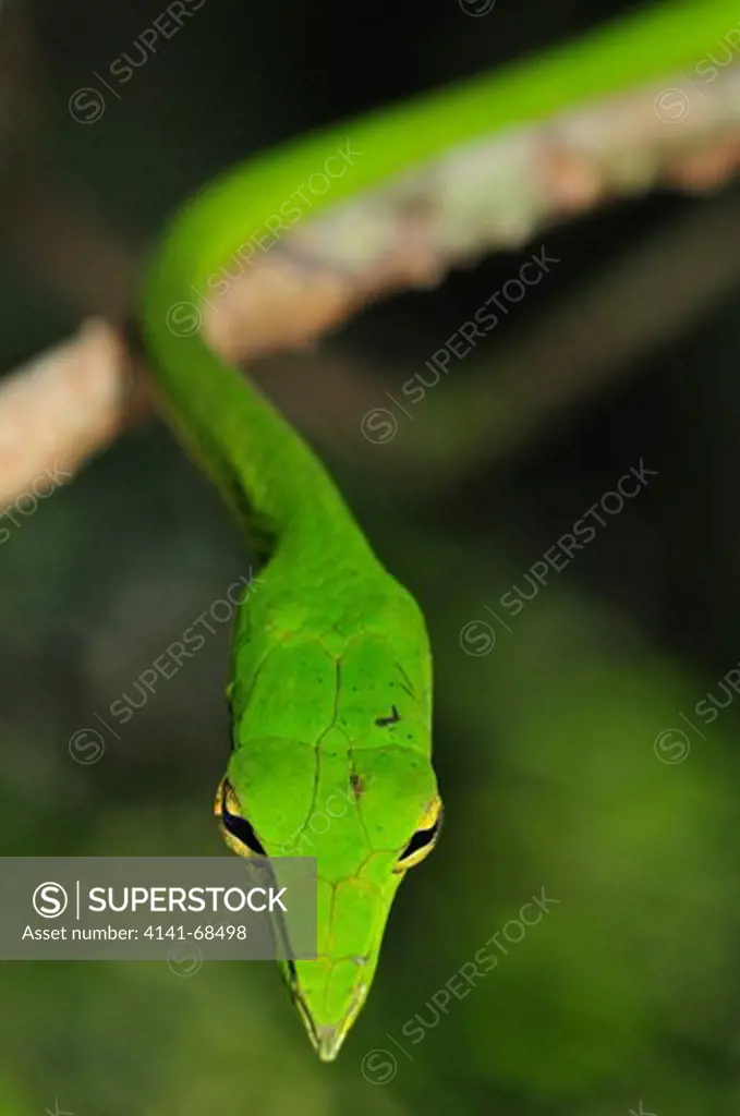 Green Vine snake Ahaetulla nasuta, the Western Ghats, Sahyadri mountain range, a Unesco World Heritage Site, Goa, India