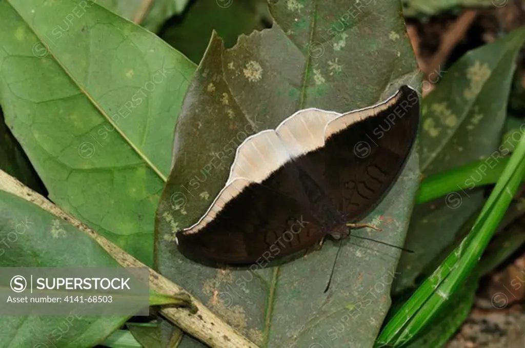 Grey Count Tanaecia lepidea butterfly, the Western Ghats, Sahyadri mountain range, a Unesco World Heritage Site, Goa, India