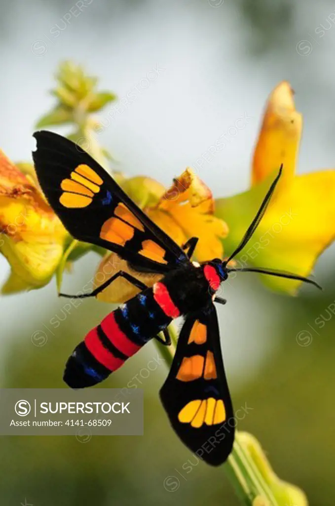 Handmaiden moth Euchromia polymena, the Western Ghats, Sahyadri mountain range, a Unesco World Heritage Site, Goa, India