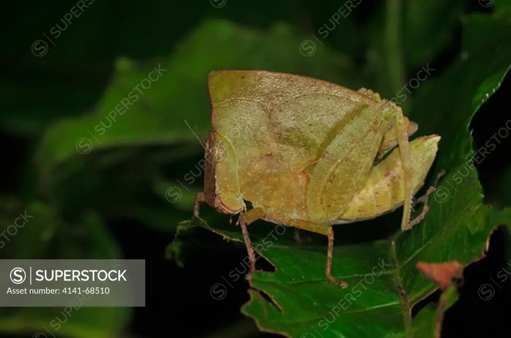 Hooded Leaf grasshopper Phyllochoreia sp., the Western Ghats, Sahyadri mountain range, a Unesco World Heritage Site, Goa, India