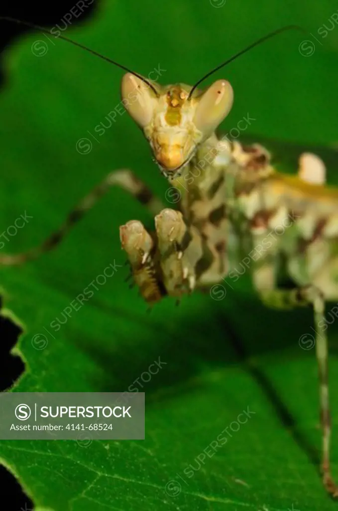 Indian Flower Mantis Creobroter gemmatus, the Western Ghats, Sahyadri mountain range, a Unesco World Heritage Site, Goa, India