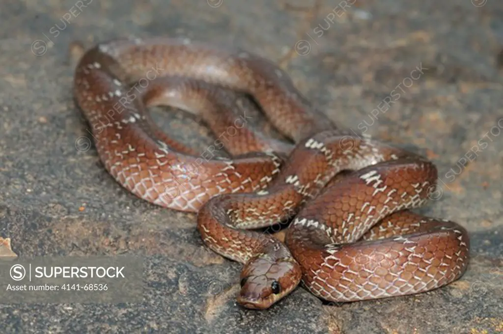Indian or Common Wolf snake Lycodon aulicus, the Western Ghats, Sahyadri mountain range, a Unesco World Heritage Site, Goa, India