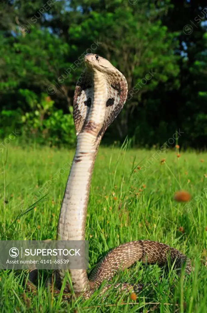 Indian or Spectacled cobra Naja naja, the Western Ghats, Sahyadri mountain range, a Unesco World Heritage Site, Goa, India