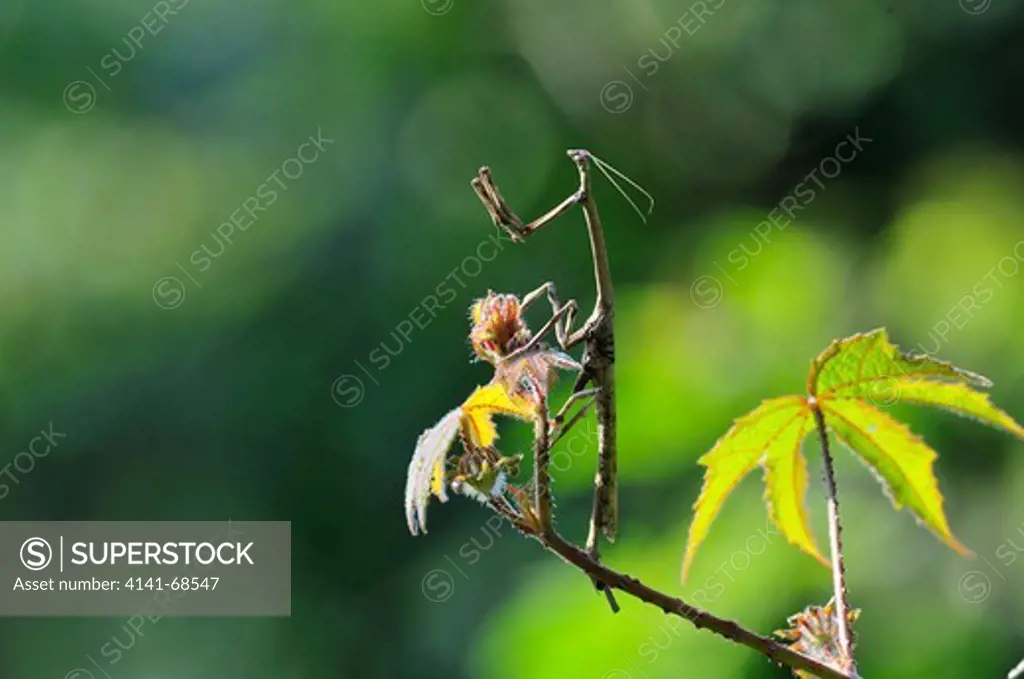 Indian Stick mantis Aethalochroa sp., the Western Ghats, Sahyadri mountain range, a Unesco World Heritage Site, Goa, India
