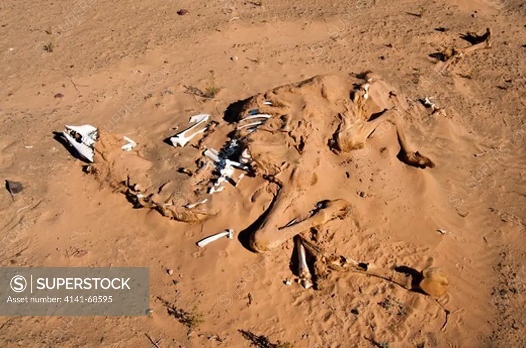 Skeleton of a camel in the desert near Rissani, Morocco