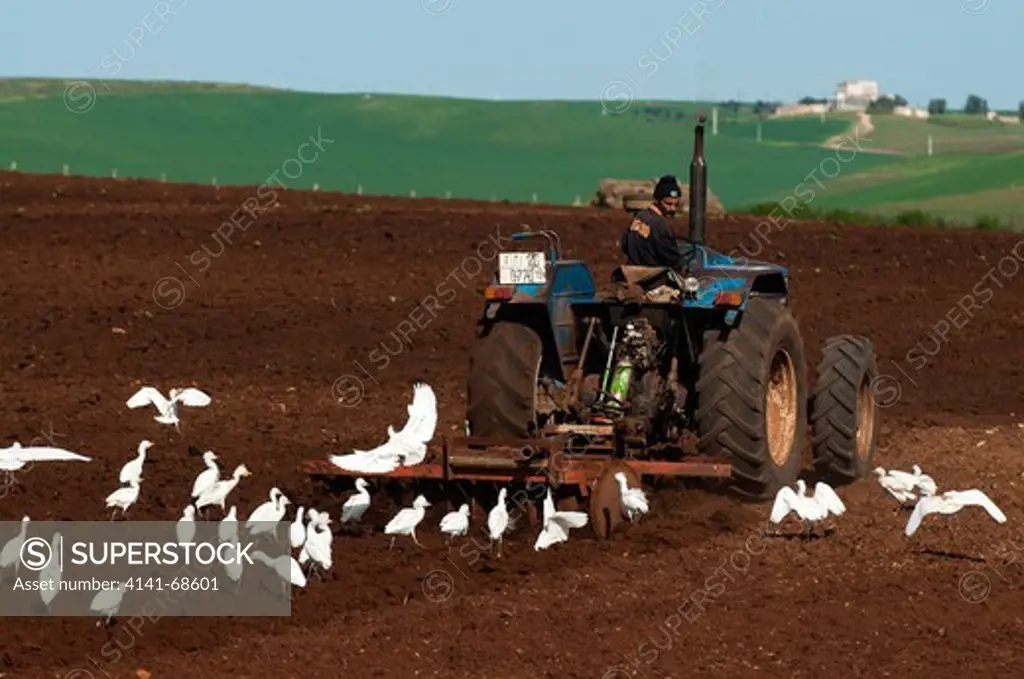 Farmer plowing a field, with Cattle Egrets (Bubulcus ibis) following the tractor. February, Morocco