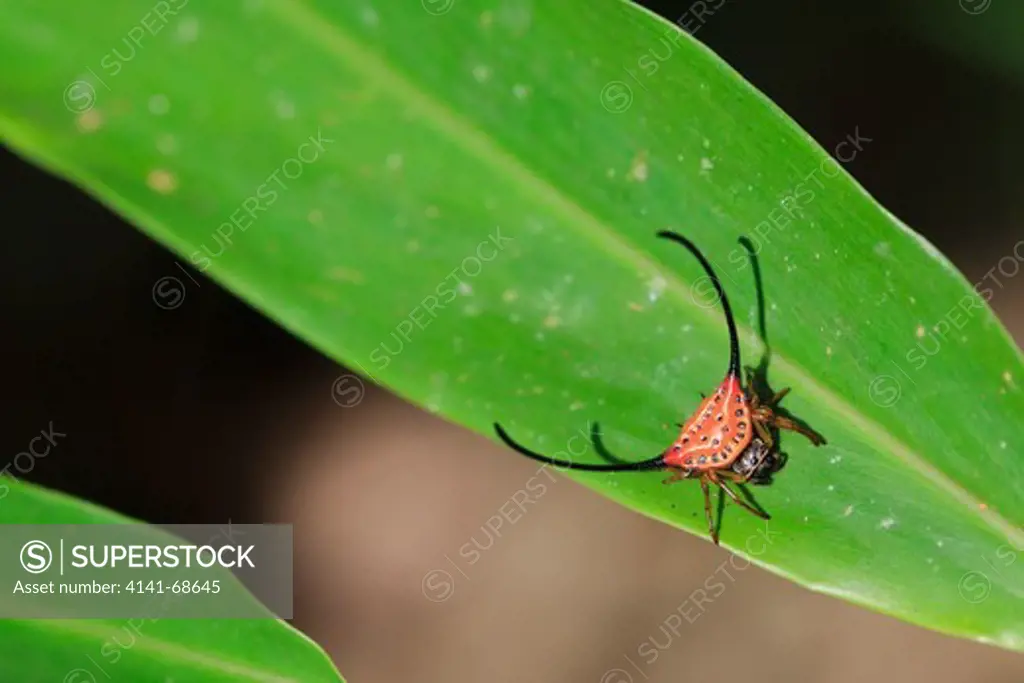 Spiny-backed orb-weaver spider (Gasteracantha arcuata) on a leaf. Khao Yai National Park. Thailand.