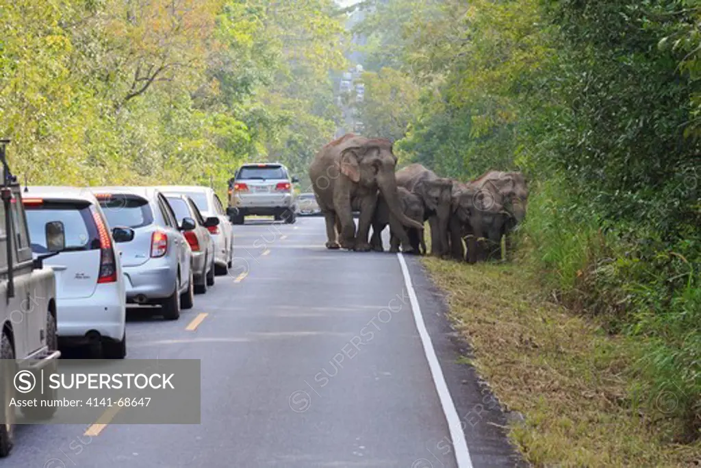 Herd of Asian Elephant (Elephas maximus) walking along road full of vehicles. Khao Yai National Park. Thailand.