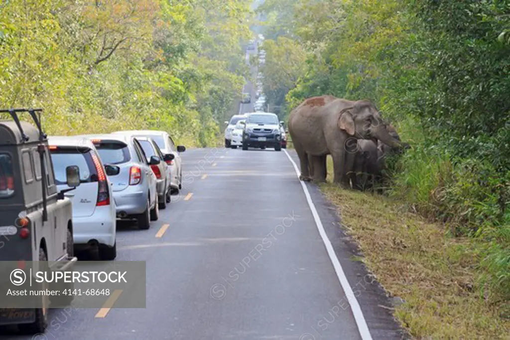 Herd of Asian Elephant (Elephas maximus) walking along road full of vehicles. Khao Yai National Park. Thailand.