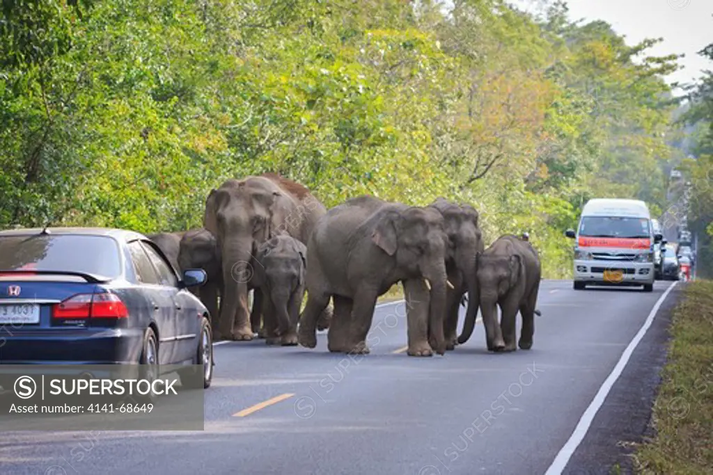 Herd of Asian Elephant (Elephas maximus) walking along road full of vehicles. Khao Yai National Park. Thailand.