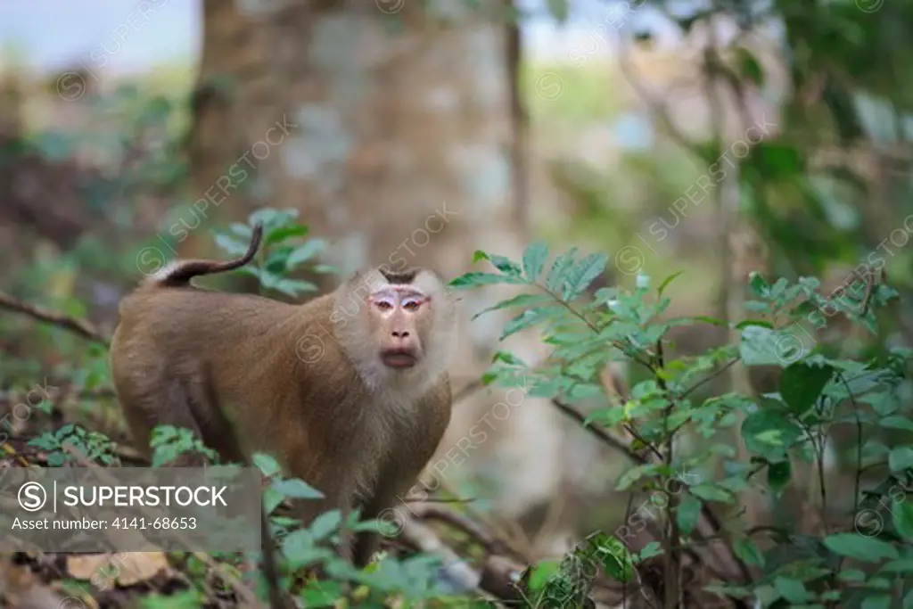 Northern Pig-tailed Macaque (Macaca leonina) on habitat. Khao Yai National Park. Thailand.