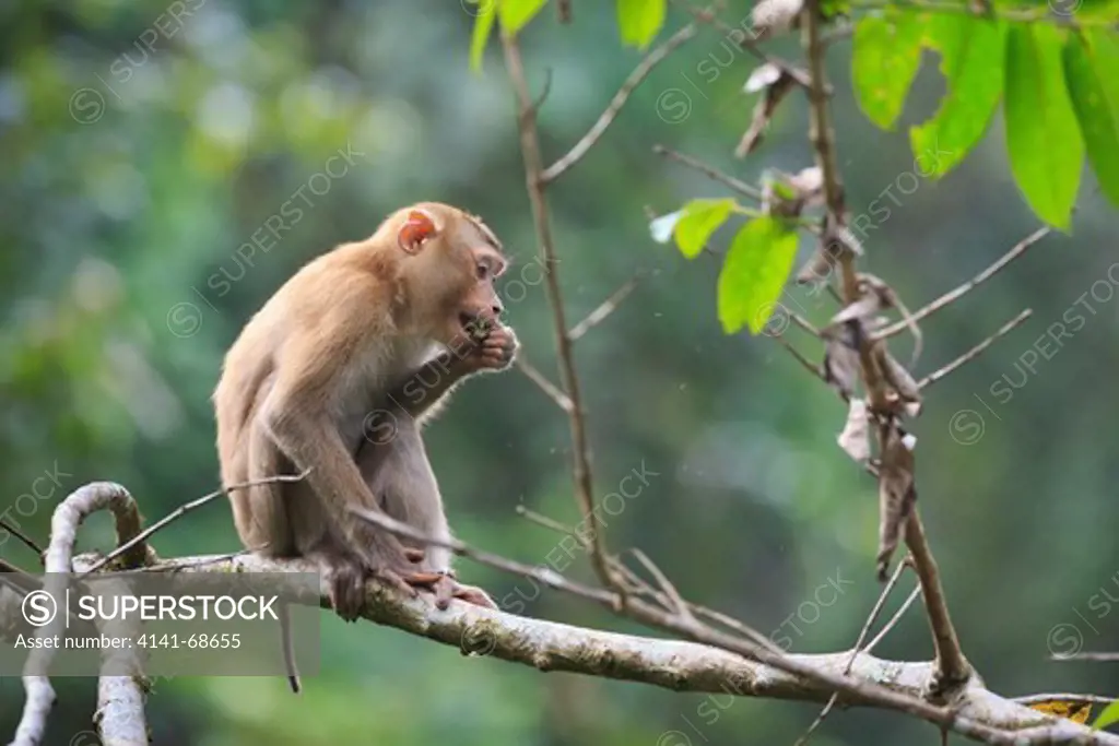 Northern Pig-tailed Macaque (Macaca leonina) with caterpillar prey. Khao Yai National Park. Thailand.