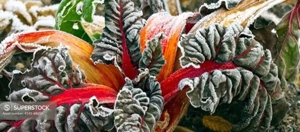 frosted leaves and stems of red swiss chard in early winter at trentham gardens staffordshire england november