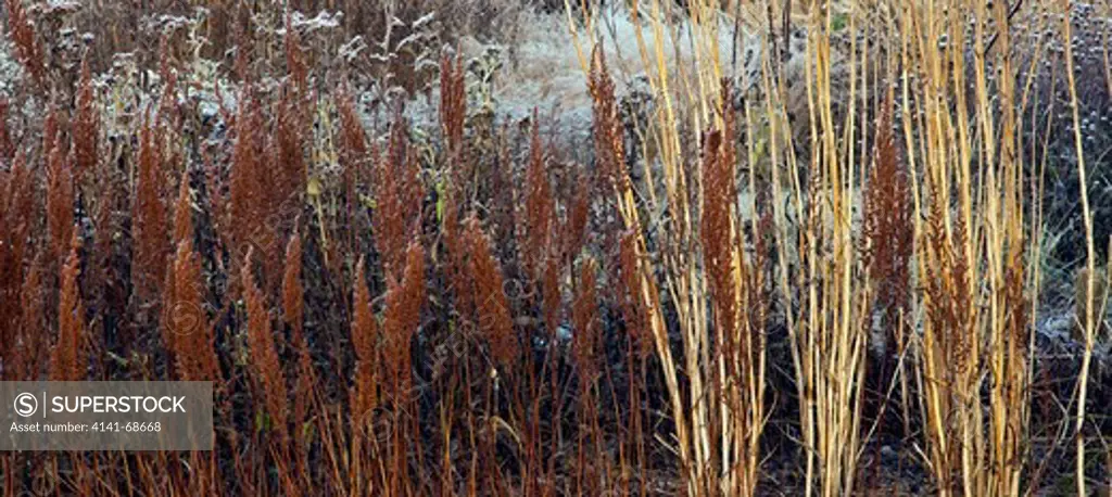 frosted borders of ornamental grasses, perennial stems leaves and seed heads at trentham gardens staffordshire winter