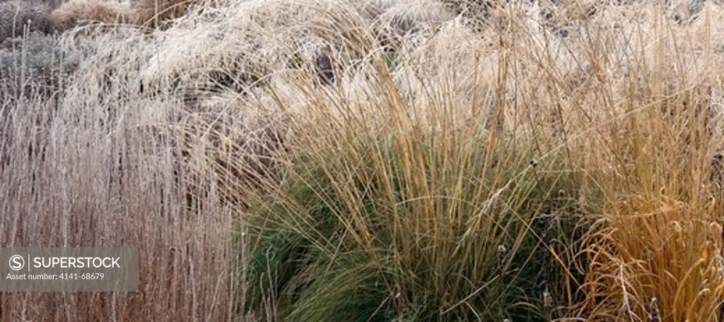 frosted foliage of perennial grasses and perennials in garden designed by pieter oudolf at trentham gardens staffordshire in winter