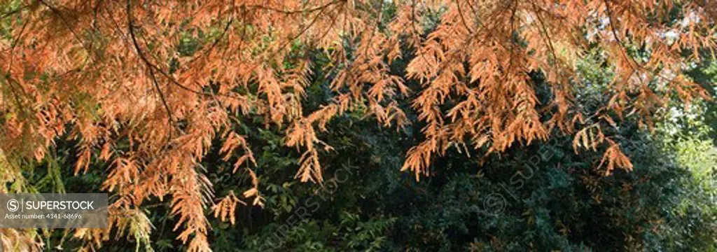 foliage in autumn of taxodium distichum (swamp cypress) in autumn colour at trentham gardens staffordshire in november